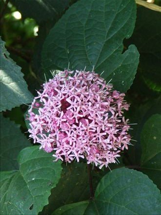 Clerodendron bungei